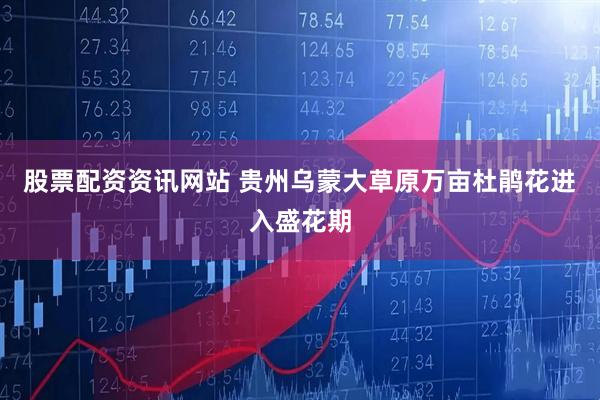 股票配资资讯网站 贵州乌蒙大草原万亩杜鹃花进入盛花期